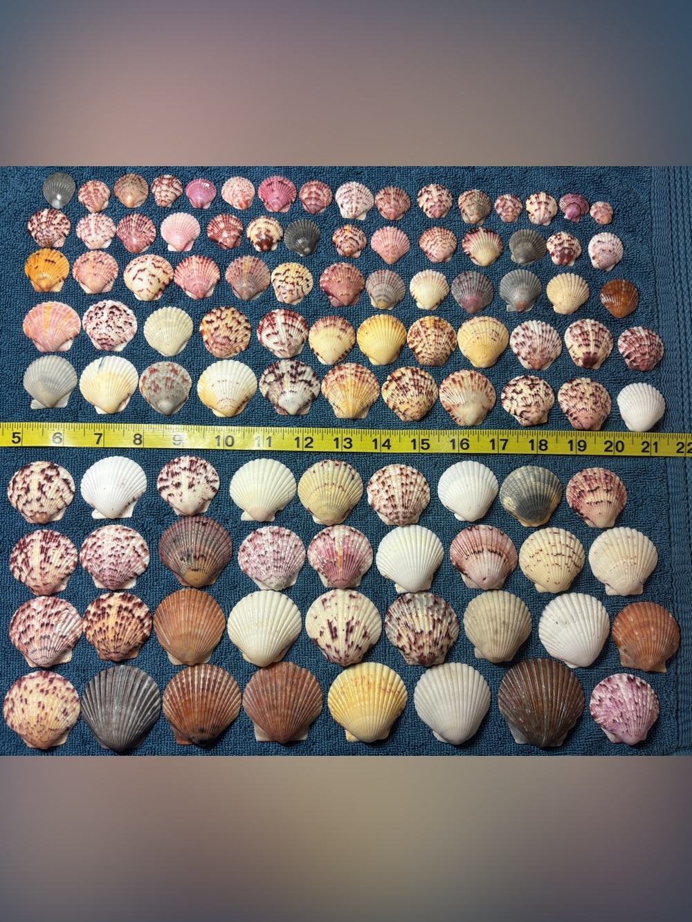 100 - Sanibel Island Scallop Seashell Collection. Great for crafters.